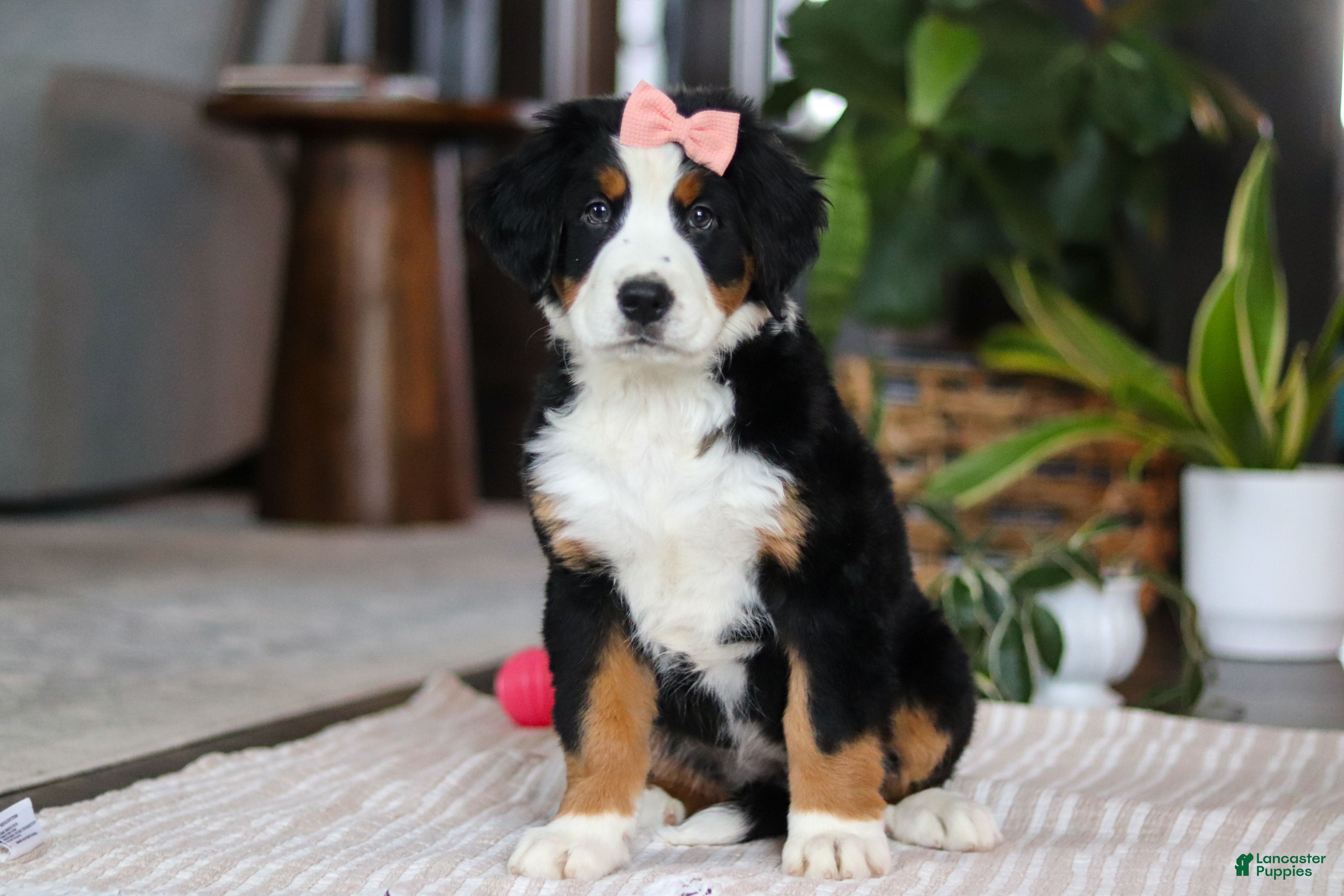 Bernese Mountain Dog dogs for sale: Lily - Ad 1