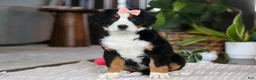 Bernese Mountain Dog dogs for sale: Lily - Ad 1