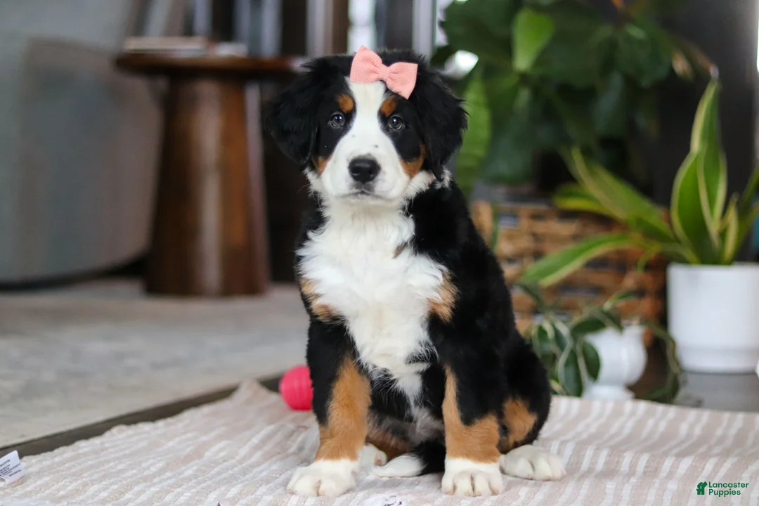 Bernese Mountain Dog dogs for sale: Lily - Ad 1