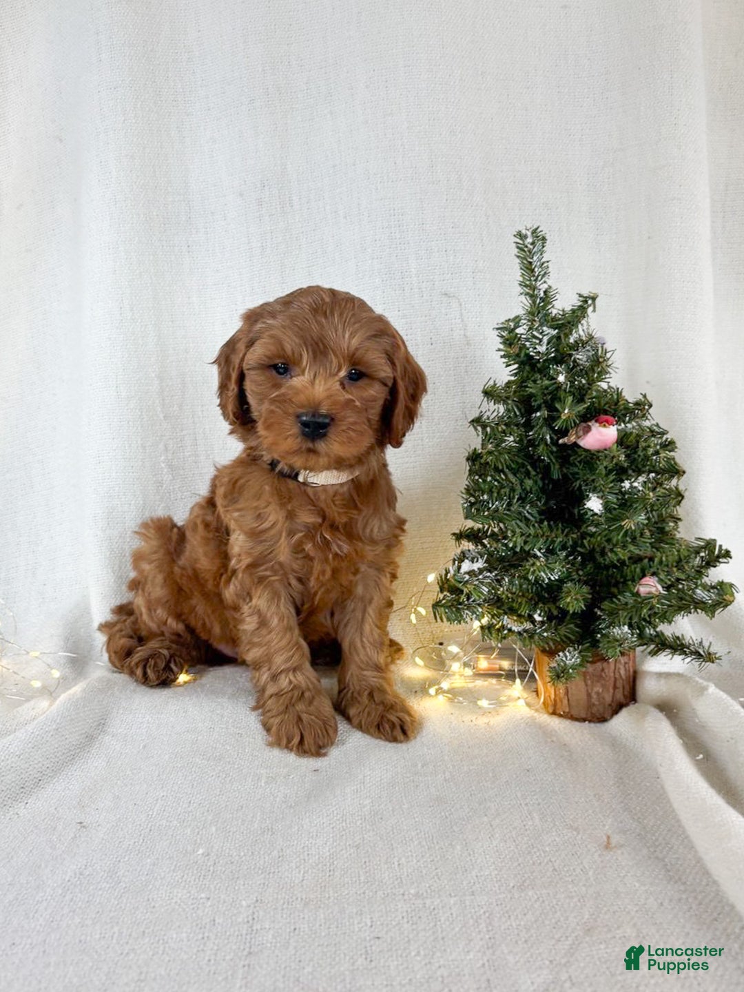 Goldendoodle dogs for sale: Max - Ad 2