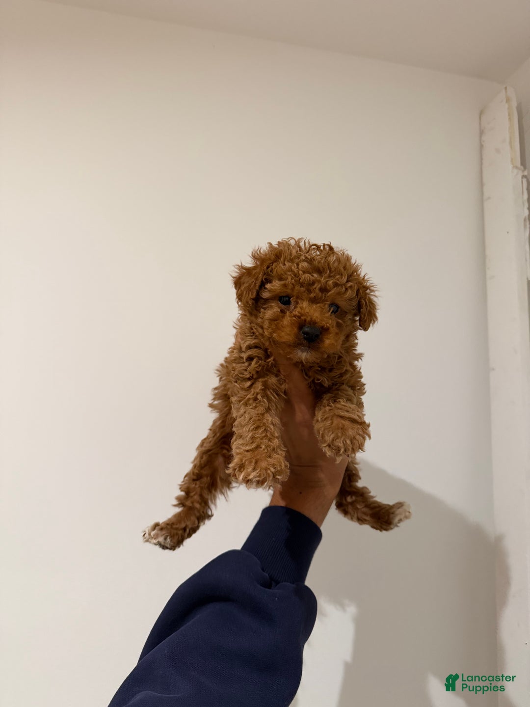 Toy Poodle dogs for sale: Lily teacup - Ad 3