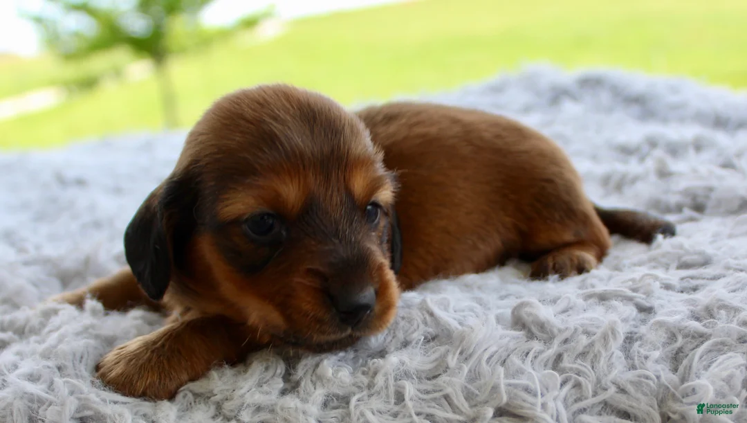 Miniature Dachshund dogs for sale: Miniature Dachshund 5 - Ad 1
