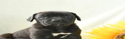 Cane Corso dogs for sale: Barbie - Ad 4