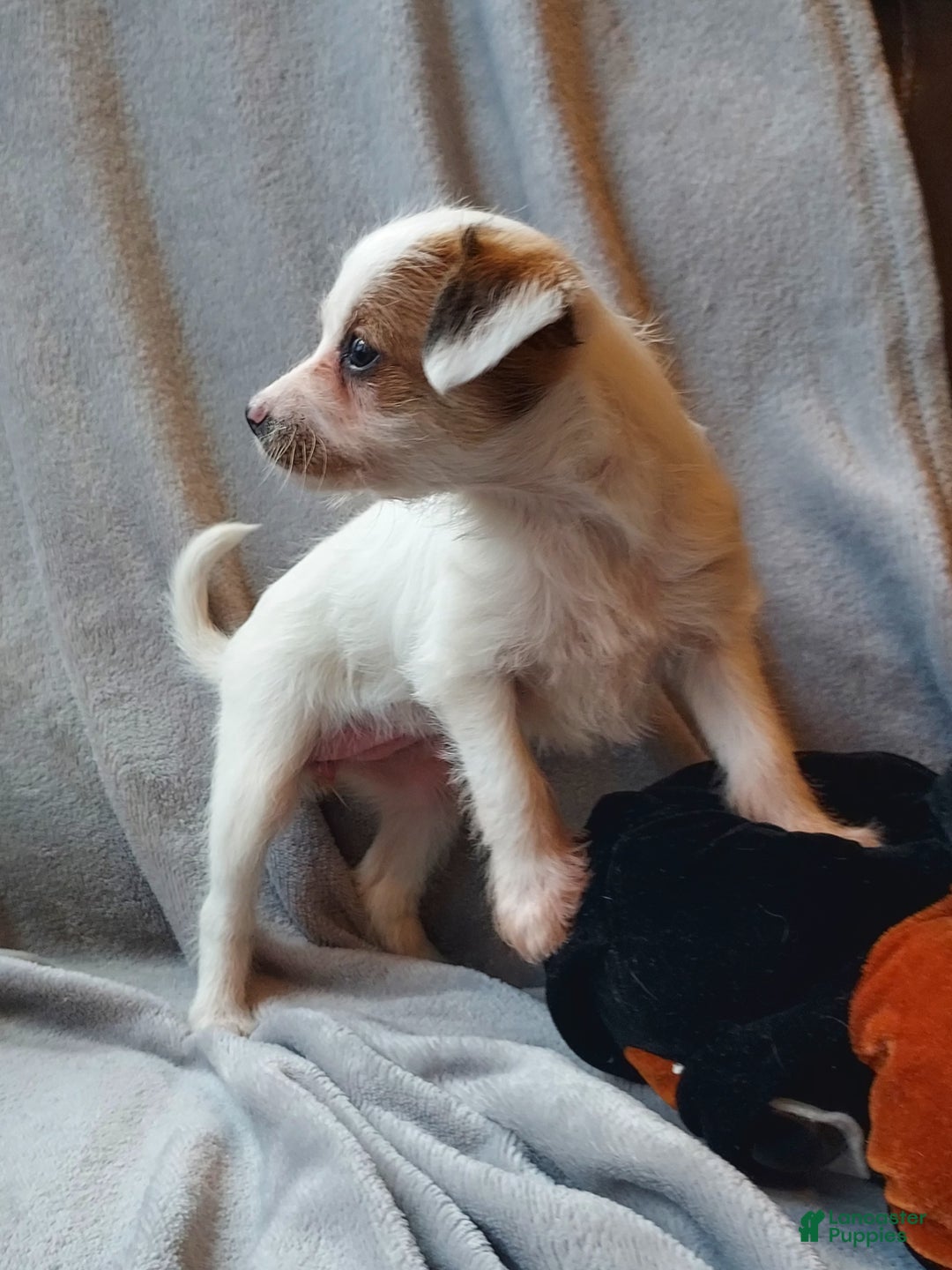 Jackapoo dogs for sale: Kenzie - Ad 8