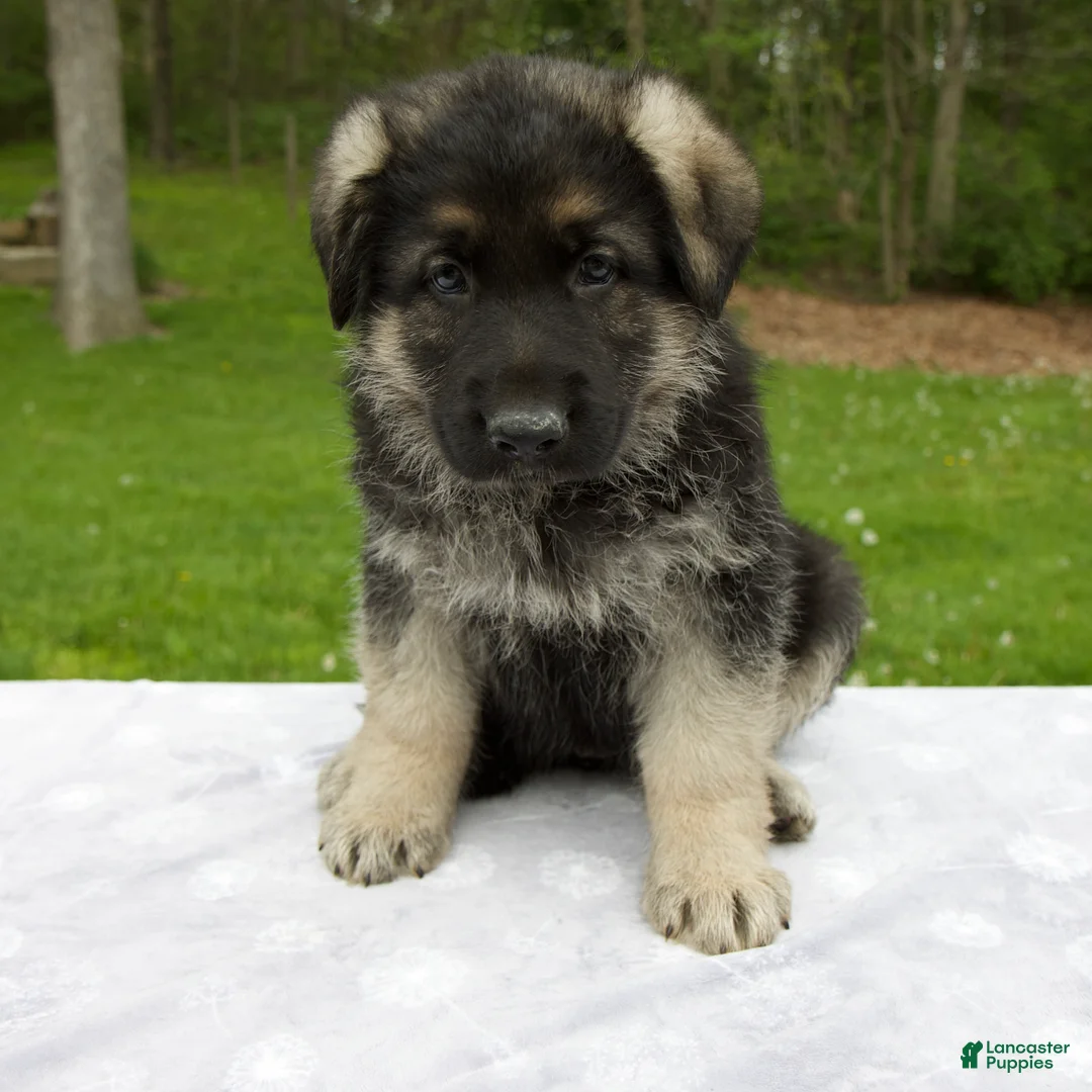 German Shepherd dogs for sale: Teddy - Ad 1