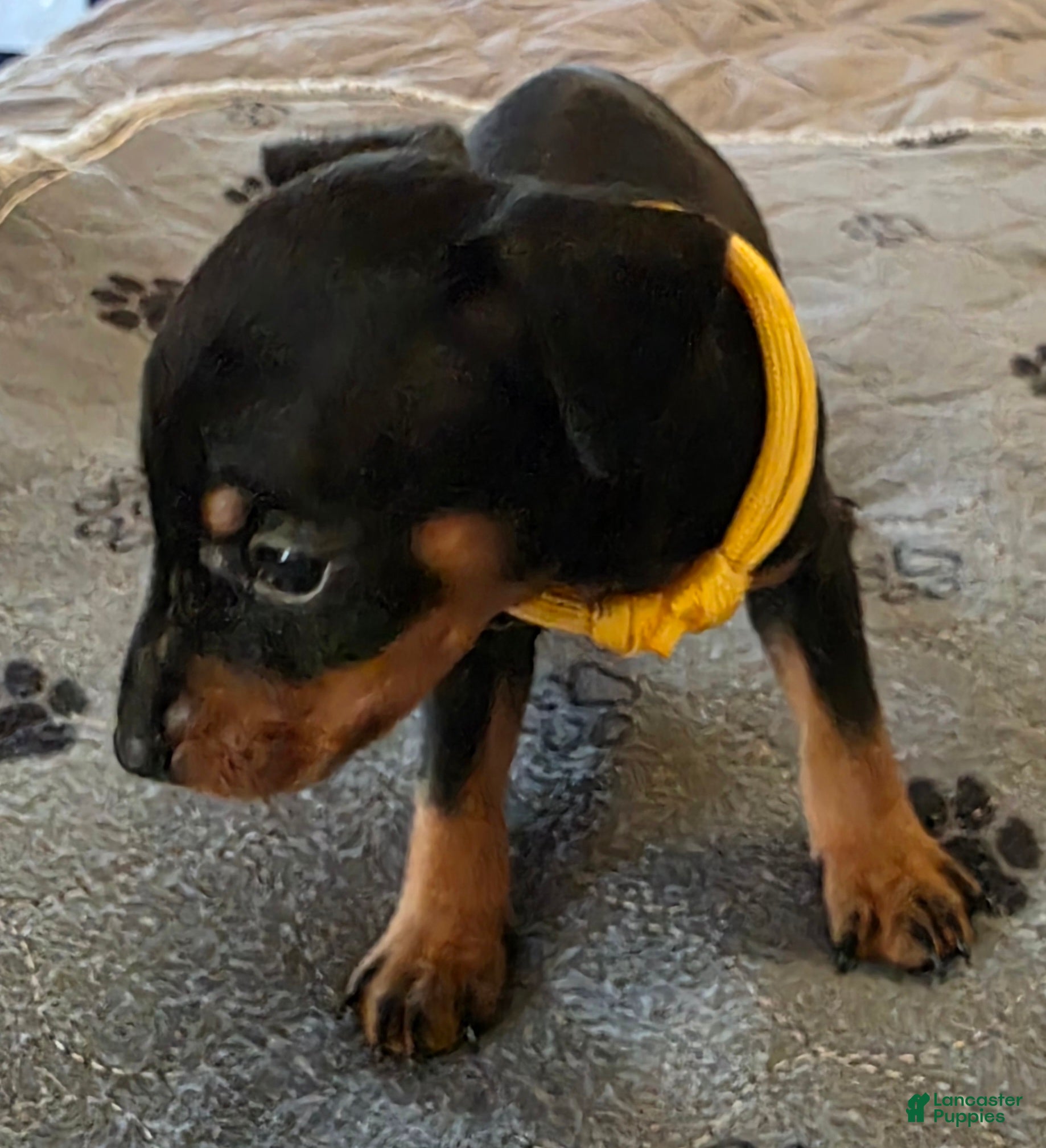 Miniature Pinscher dogs G-yellow  - Ad 1