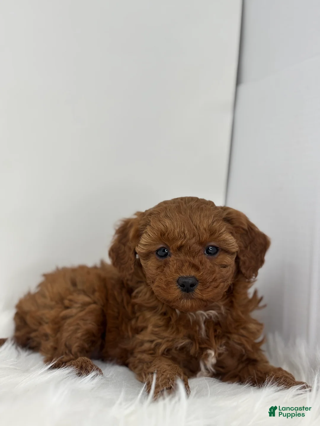 Mini Goldendoodle dogs for sale: Grace - Ad 1