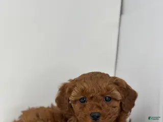 Mini Goldendoodle dogs Grace - Ad 3