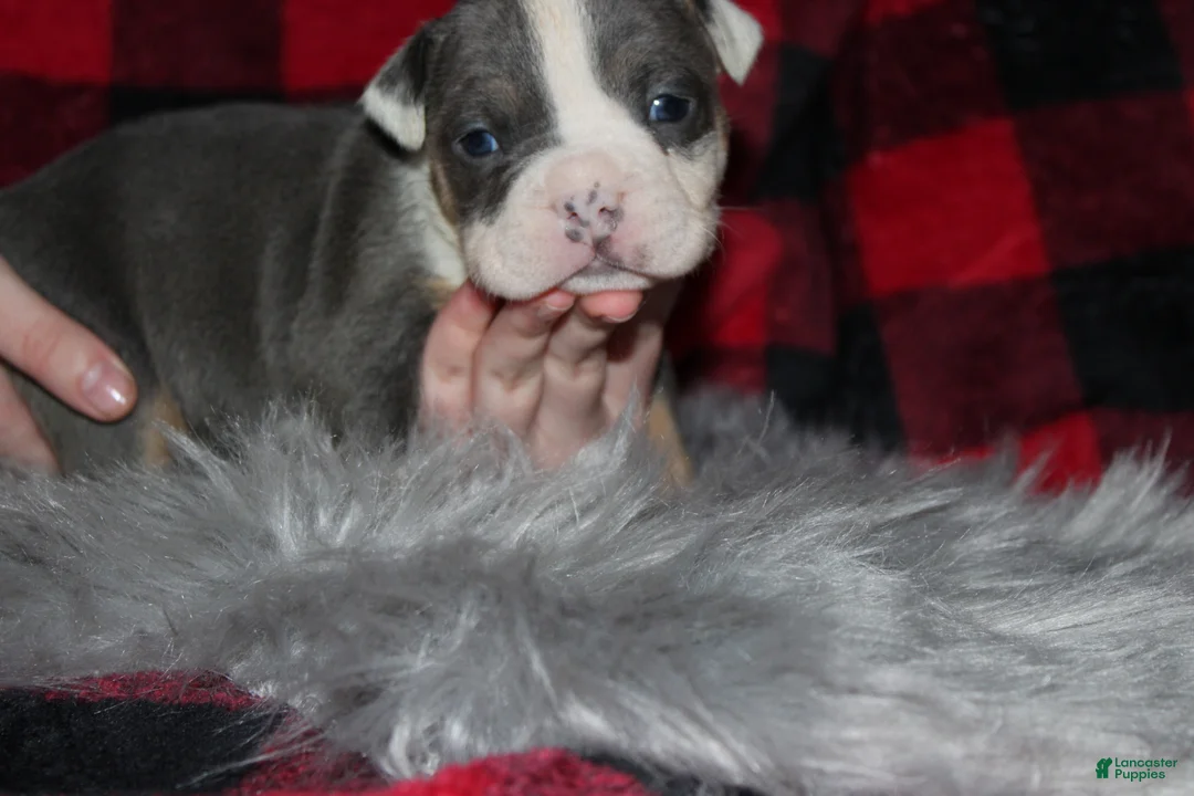 American Bully dogs for sale: Lynx  - Ad 5