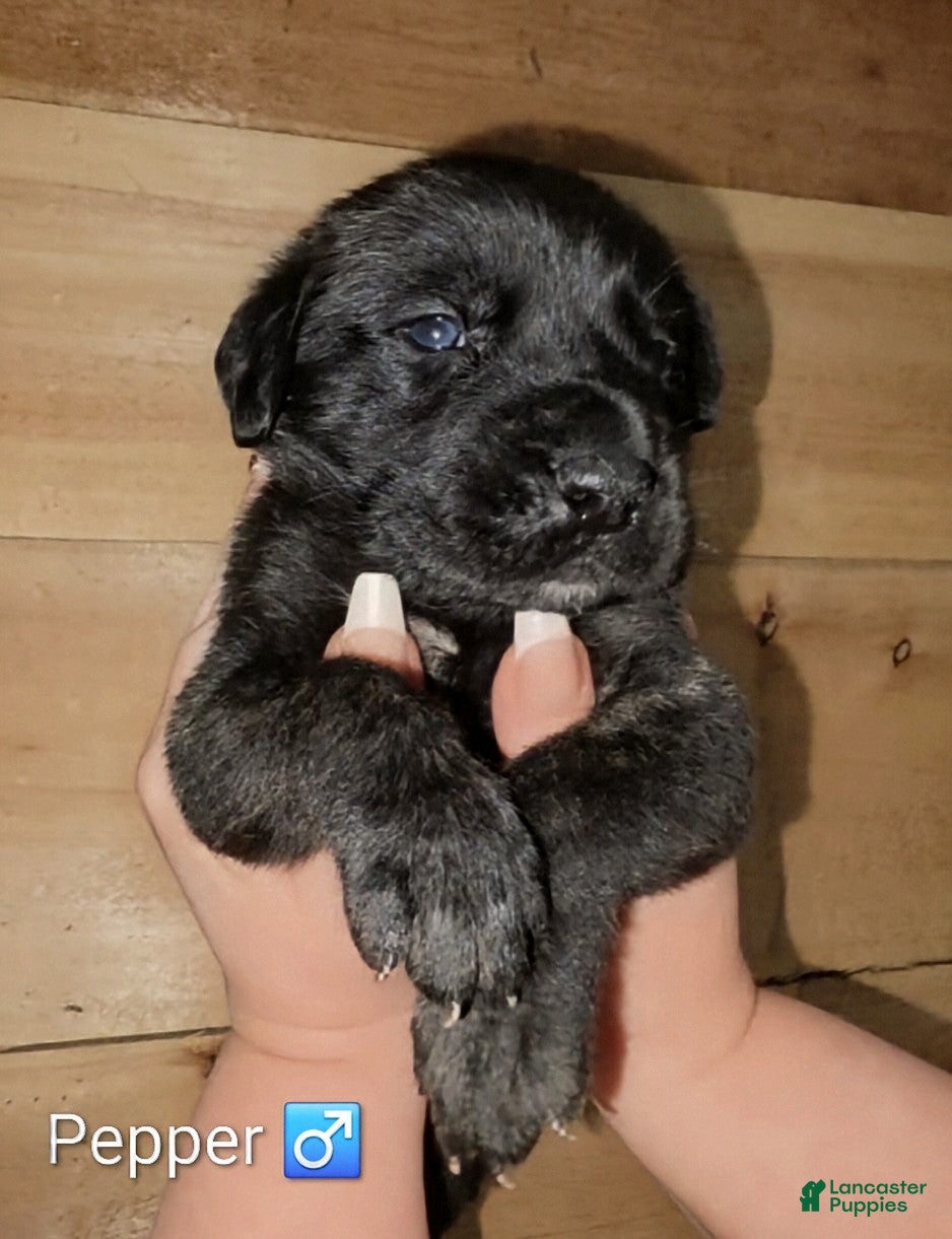 English Mastiff dogs Pepper  - Ad 2