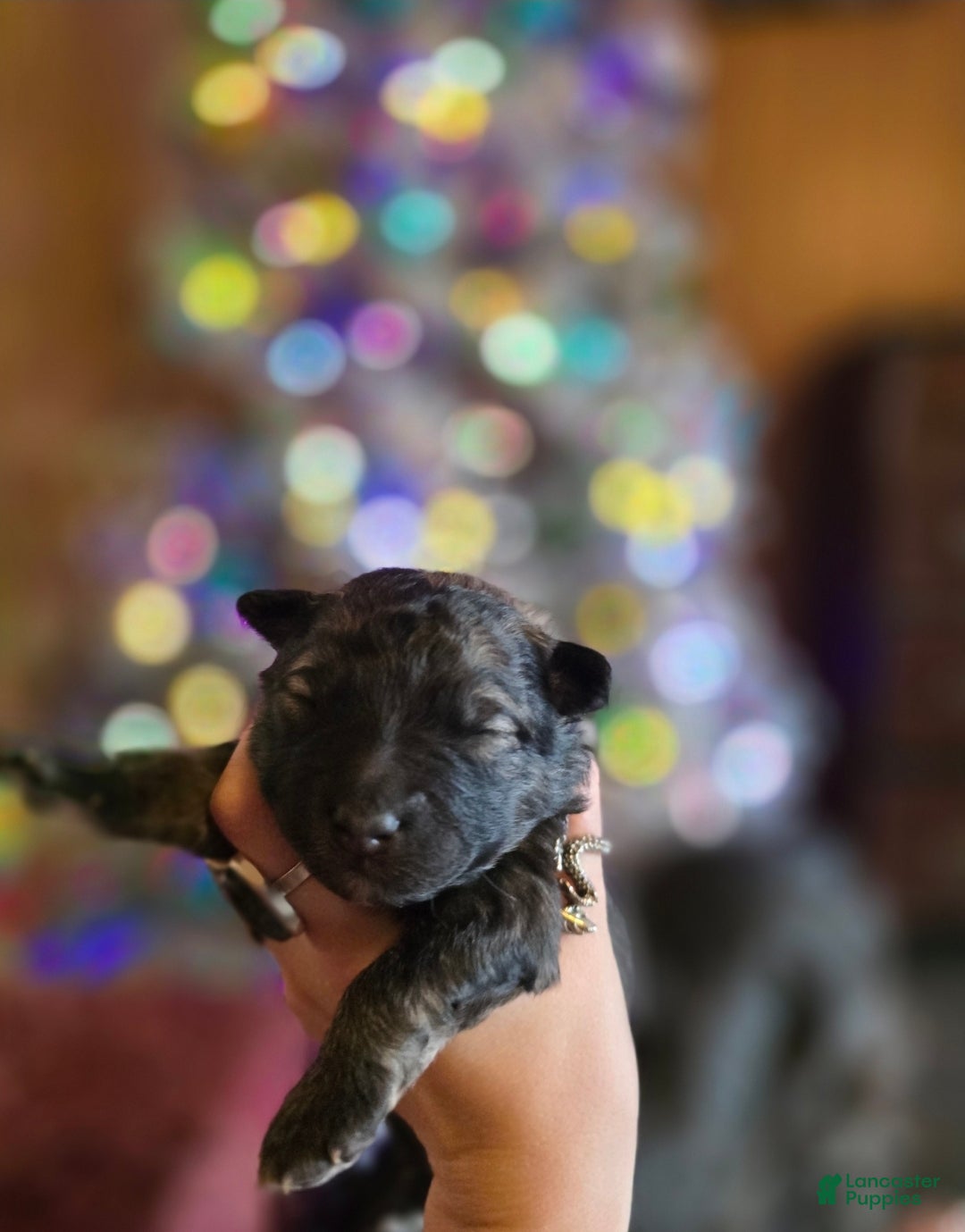 Mixed Breed dogs for sale: Eclipsa  - Ad 3