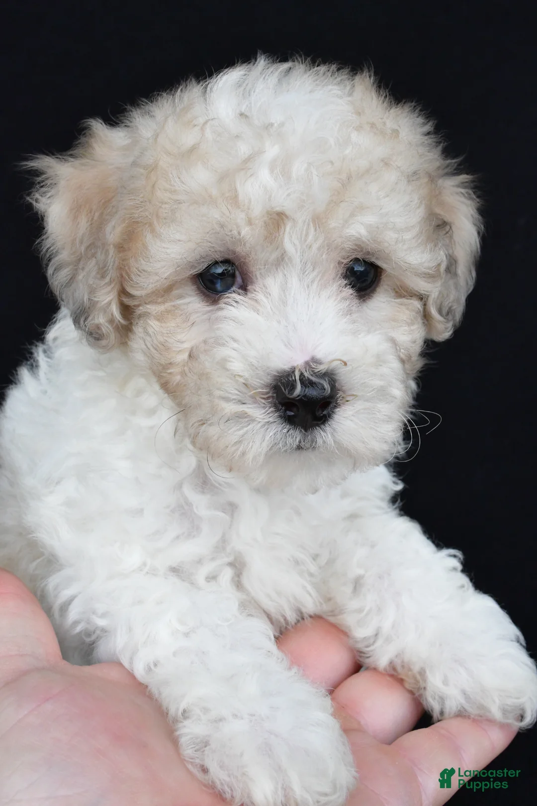 Miniature Poodle dogs for sale: Porter - Ad 11