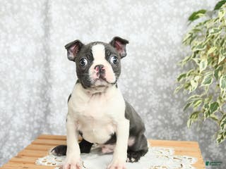 Boston Terrier dogs Hank - Ad 31