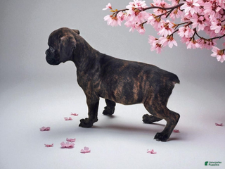 Boxer dogs - Ad 30