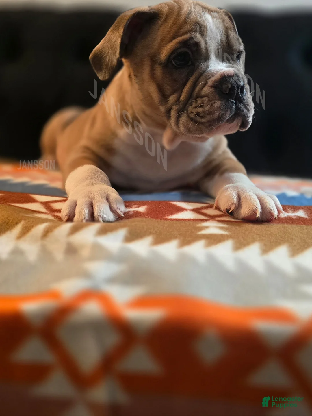 Olde English Bulldogge dogs for sale: Olde English Bulldogge Puppy Bob - Ad 1