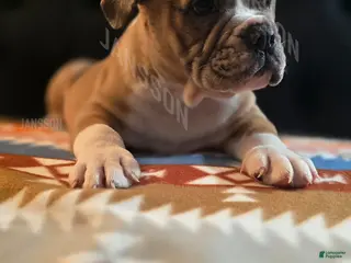 Olde English Bulldogge dogs Olde English Bulldogge Puppy Bob - Ad 19