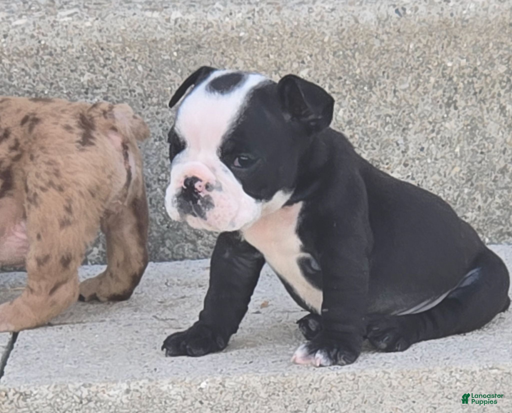 English Bulldog dogs Frank - Ad 1