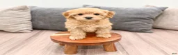 Cavapoo dogs for sale: Alice - Ad 2