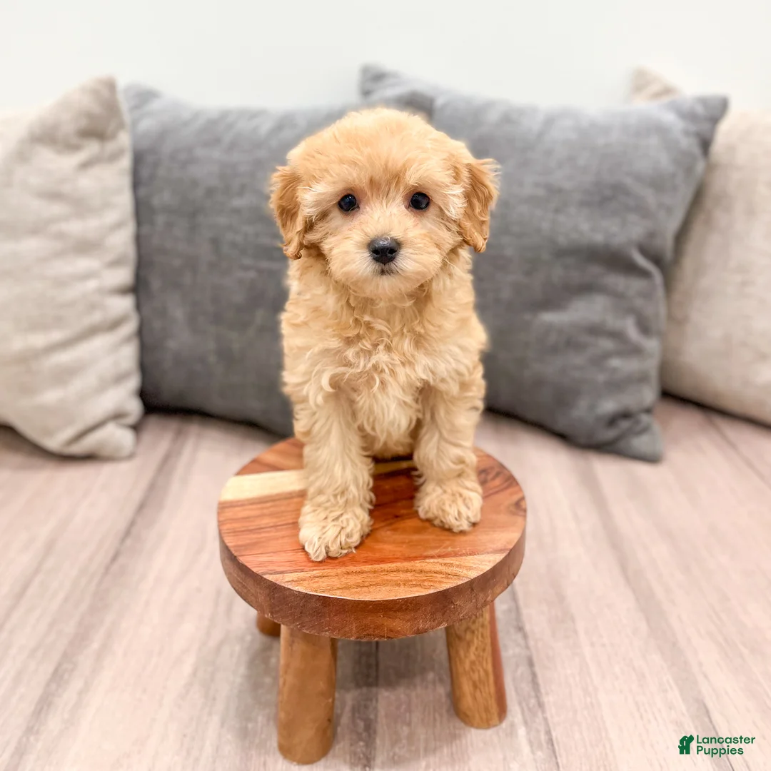 Cavapoo dogs for sale: Alice - Ad 2