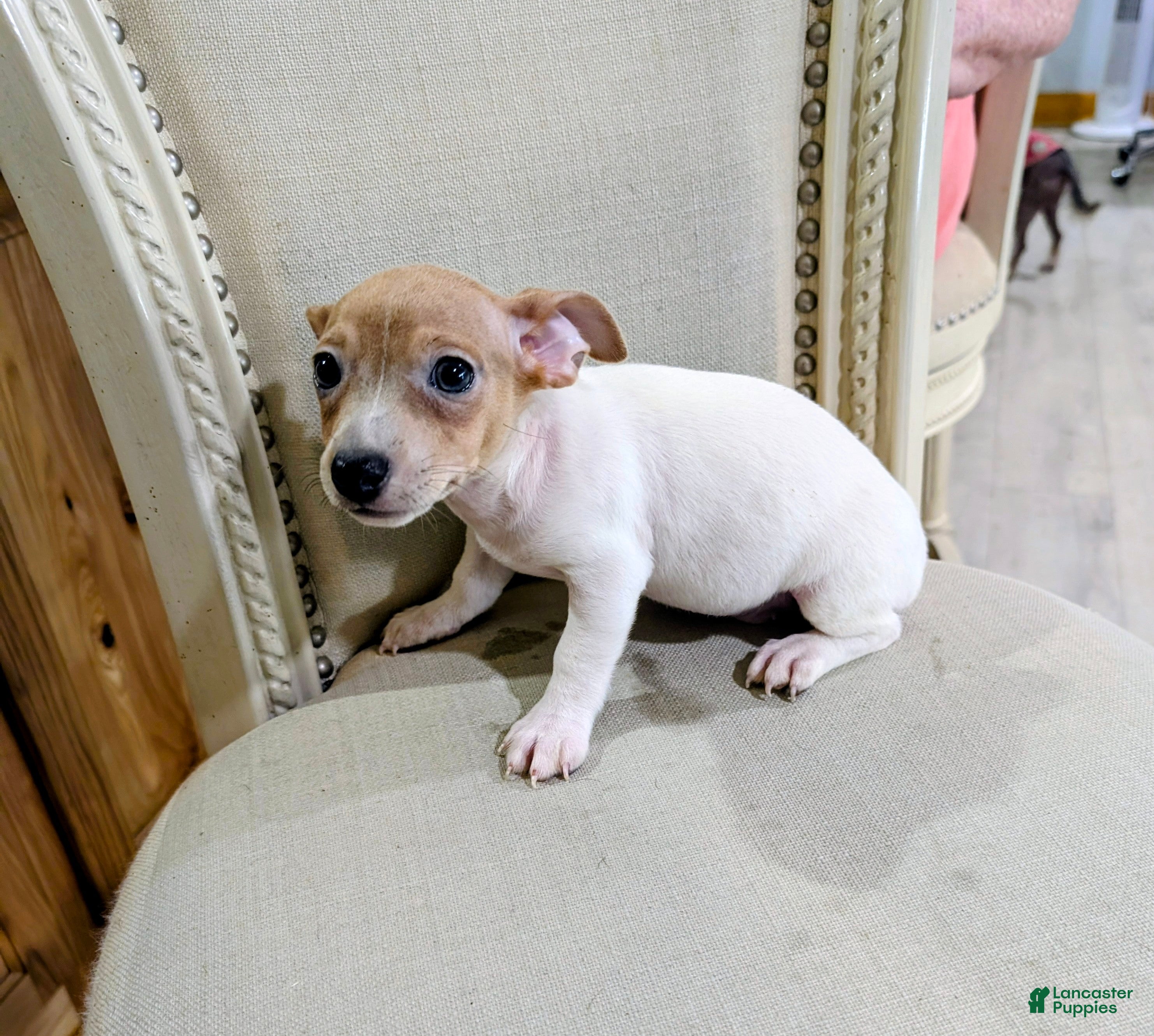 Teddy Roosevelt Terrier dogs DR JOHNNY - Ad 2