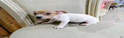 Teddy Roosevelt Terrier dogs for sale: DR JOHNNY - Ad 2