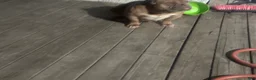 American Bully dogs for sale: Saweetie - Ad 4