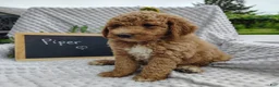 Mini Goldendoodle dogs for sale: Piper - Ad 3