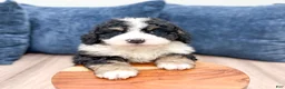 Mini Bernedoodle dogs for sale: Jenny - Ad 9