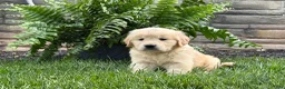 Golden Retriever dogs for sale: Teddy - Ad 3