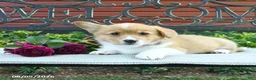 Welsh Corgi Pembroke dogs for sale: Regina - Ad 4