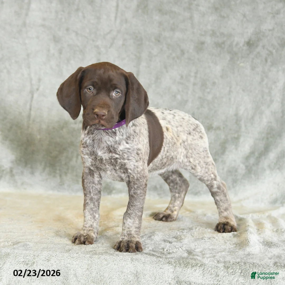German Shorthaired Pointer dogs for sale: Brenda - Ad 1