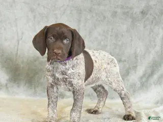 German Shorthaired Pointer dogs for sale: Brenda - Ad 1