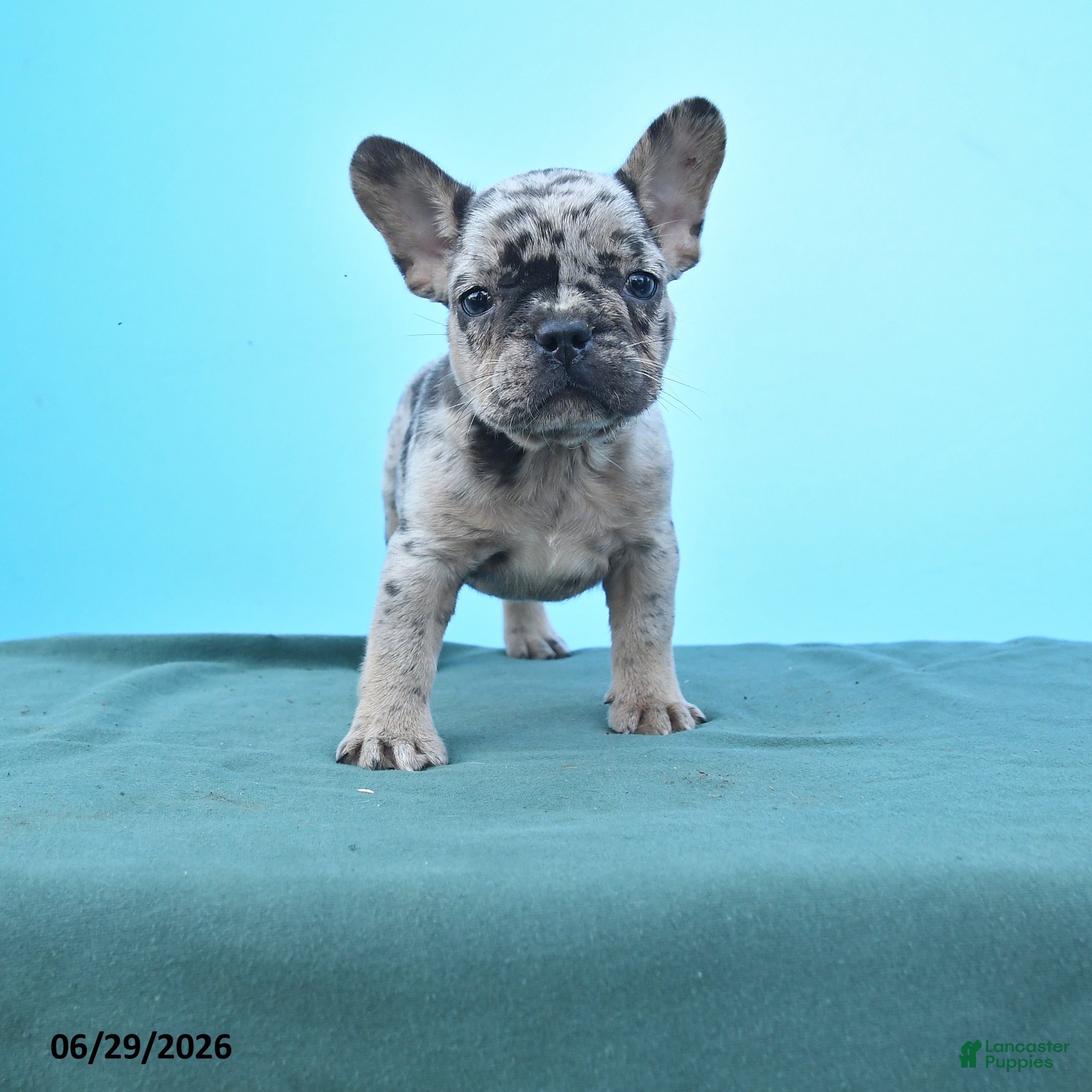 French Bulldog dogs Darla - Ad 1