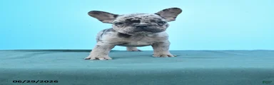 Darla