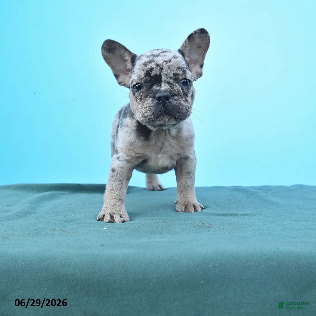French Bulldog dogs for sale: Darla - Ad 1