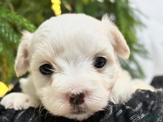 Maltese dogs Chloe - Ad 13