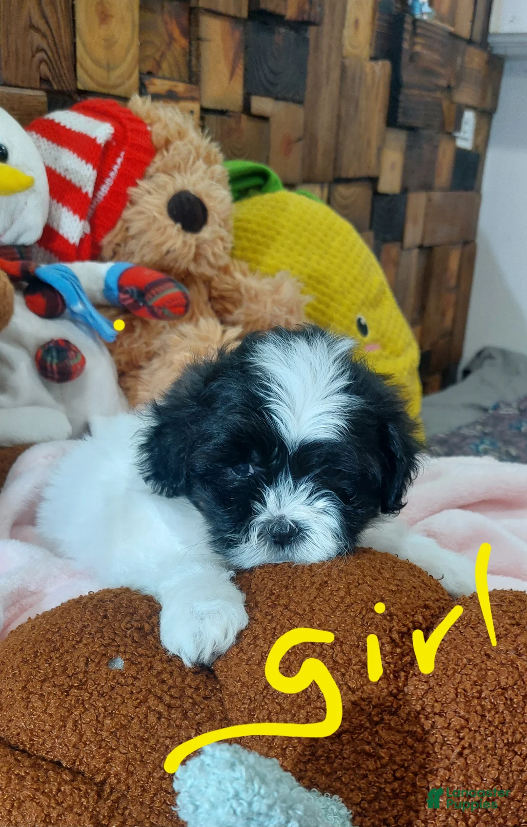 Shih Tzu dogs for sale: Shih Tzu Puppy 4 - Ad 1