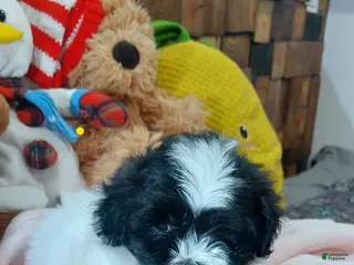 Shih Tzu dogs Shih Tzu Puppy 4 - Ad 7