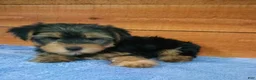 Yorkshire Terrier dogs for sale: Bear - Ad 3