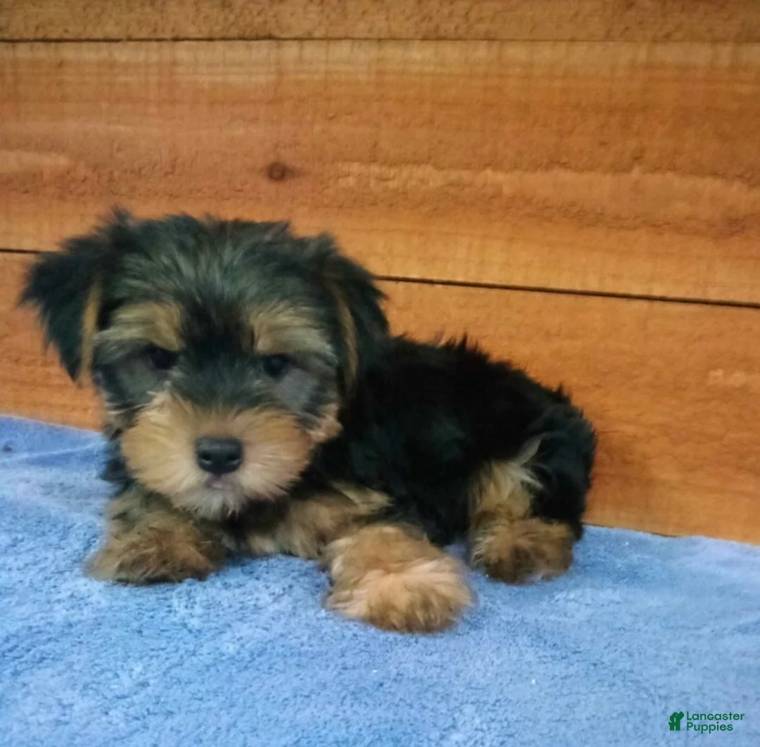 Yorkshire Terrier dogs for sale: Bear - Ad 3