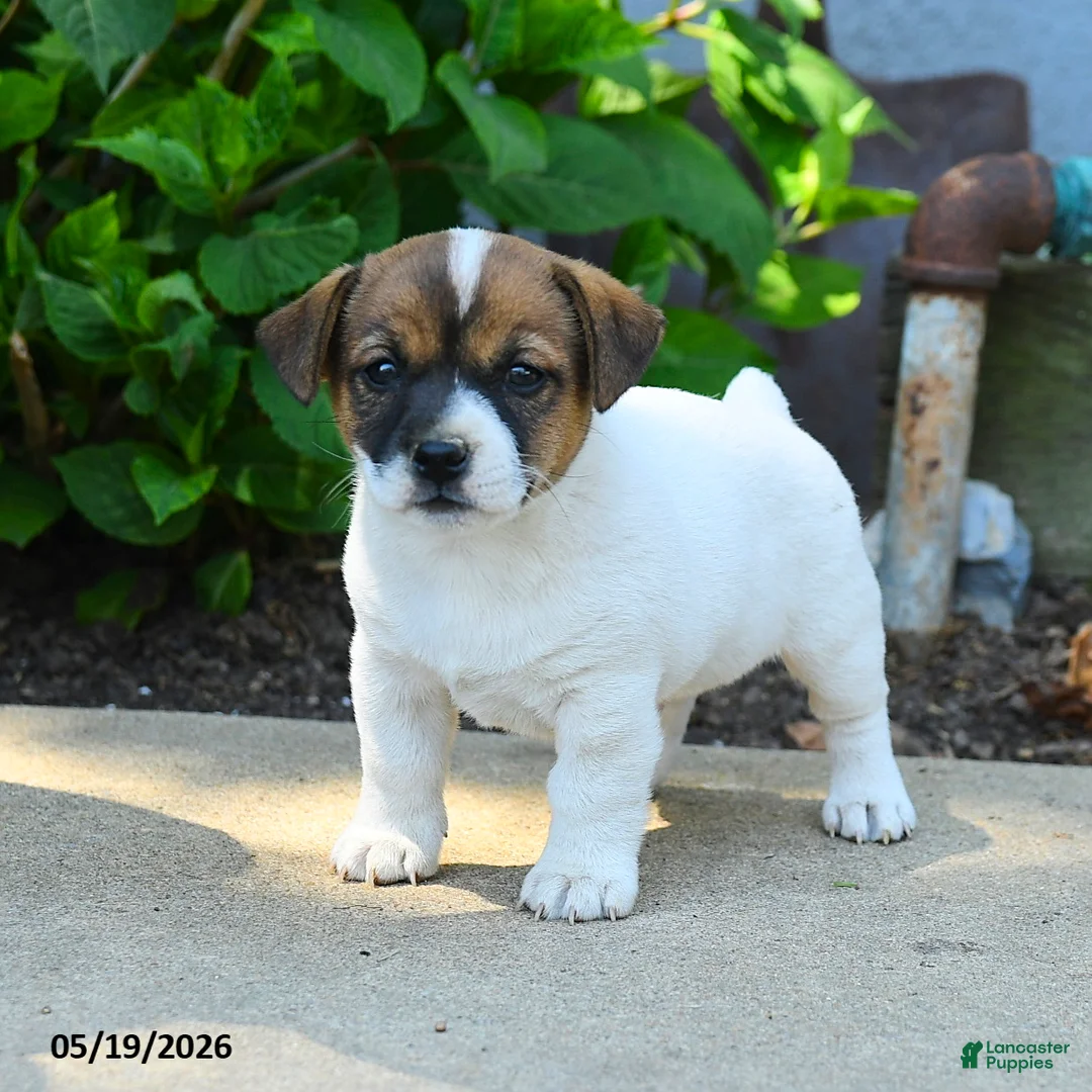 Jack Russell Terrier dogs for sale: Rupert - Ad 3