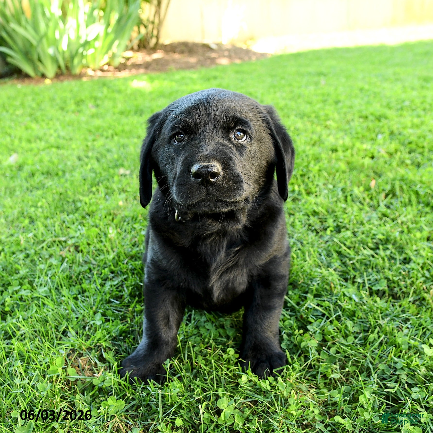Labrador Retriever dogs for sale: Amadeus - Ad 5