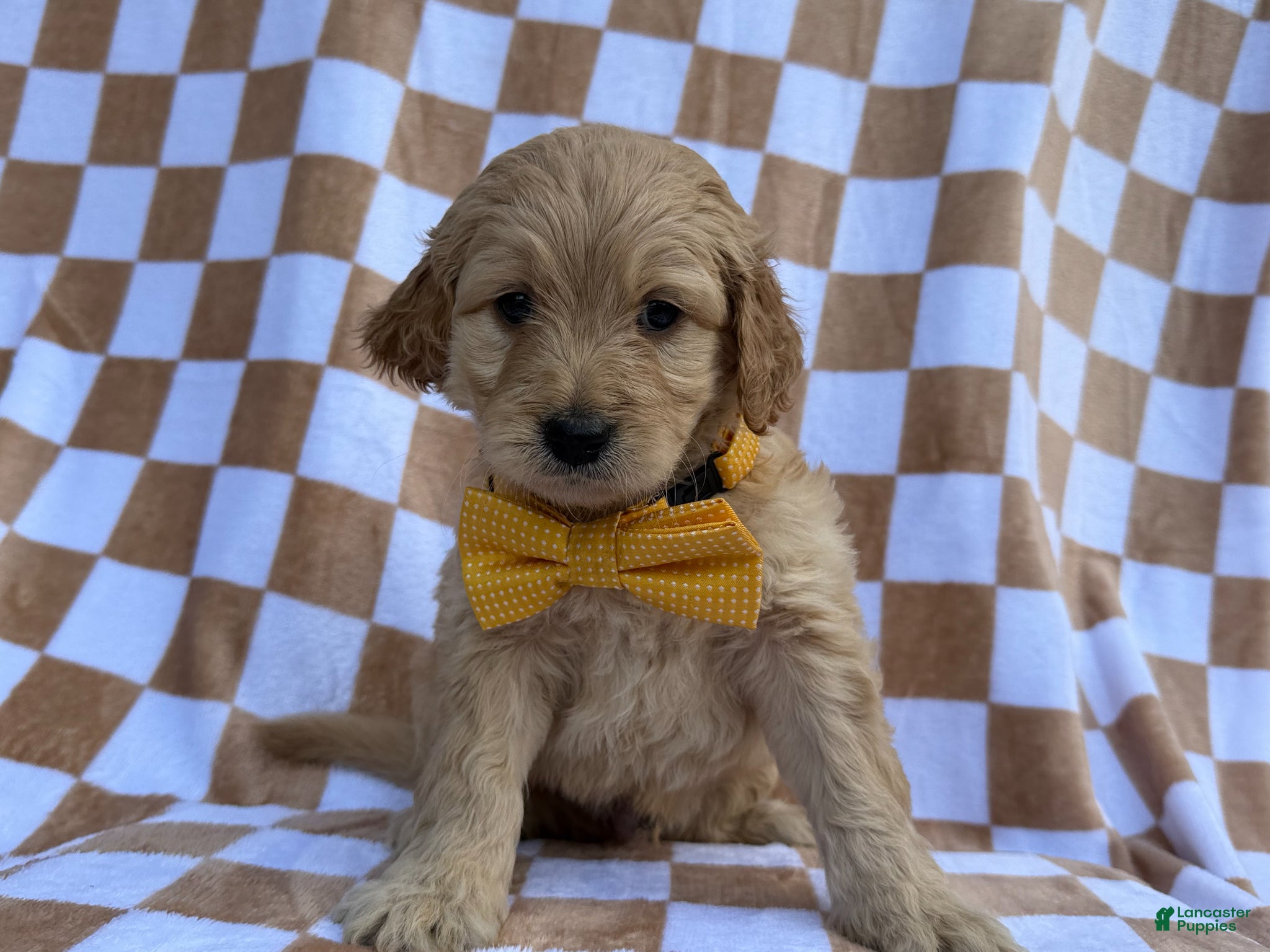Goldendoodle dogs Benson - Ad 20