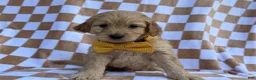 Goldendoodle dogs for sale: Benson - Ad 1