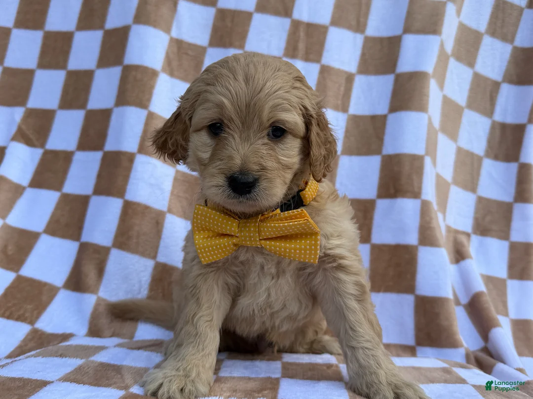 Goldendoodle dogs for sale: Benson - Ad 1