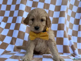 Goldendoodle dogs Benson - Ad 30