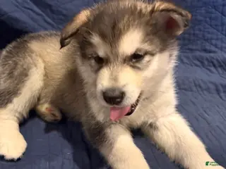 Alaskan Malamute dogs for sale: Maude - Ad 4