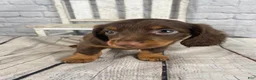 Miniature Dachshund dogs for sale: Lexi - Ad 9