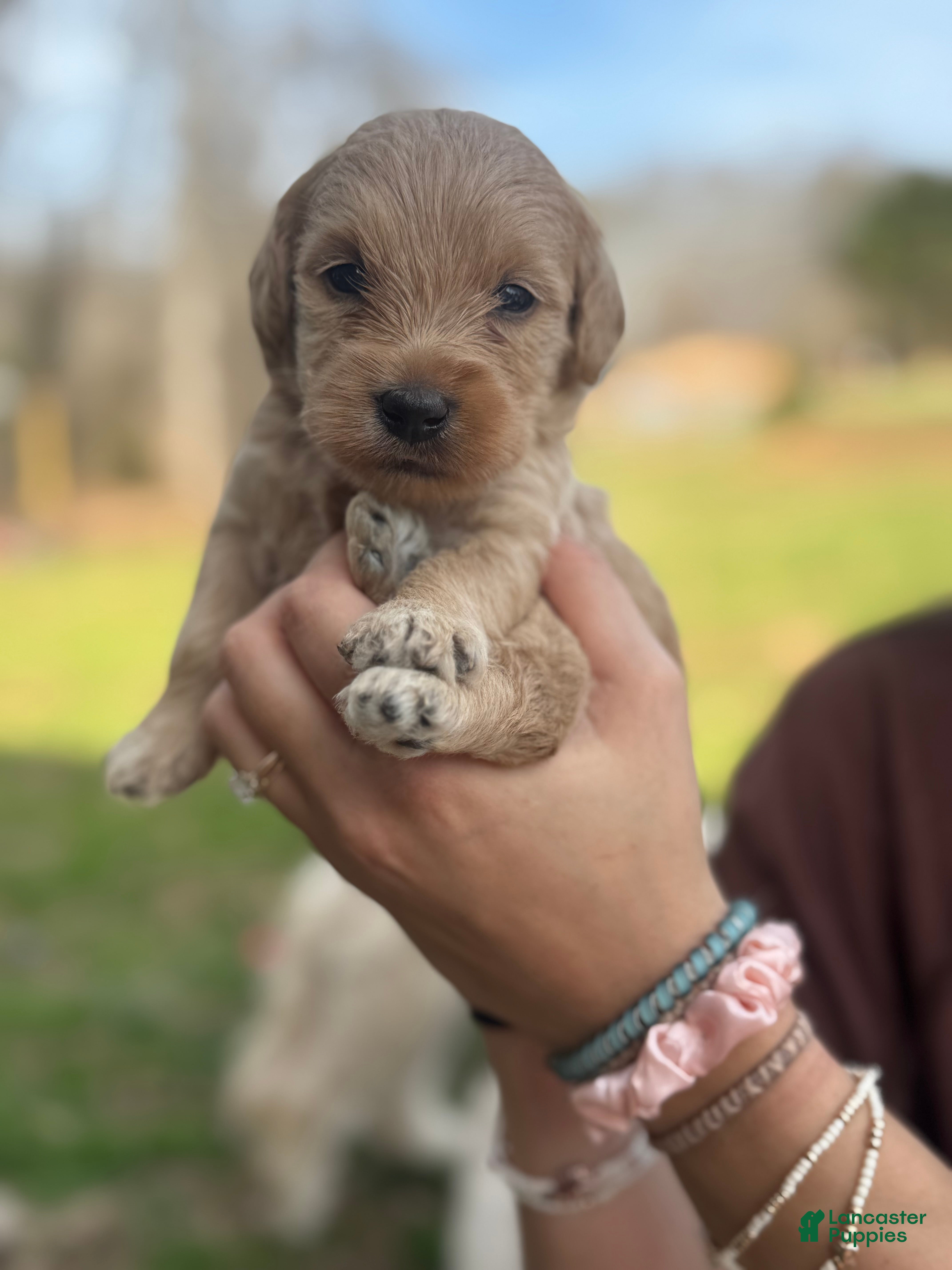 Mini Goldendoodle dogs Mini Goldendoodle Puppy 2 - Ad 25