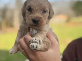 Mini Goldendoodle dogs Mini Goldendoodle Puppy 2 - Ad 25